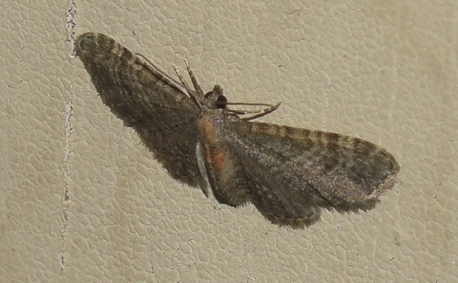 Eupithecia haworthiata (Geometridae)?  S